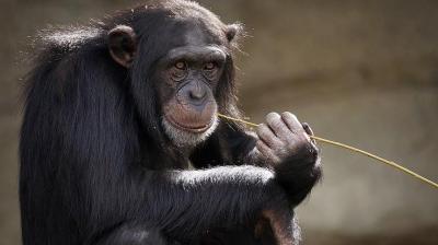 Are Primates Really That Similar to Humans?